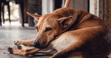 বেওয়ারিশ কুকুর অপসারণের বিরুদ্ধে হাইকোর্টের রুল