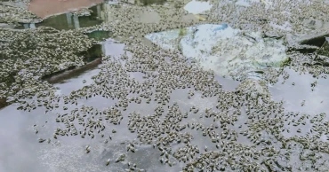 রাজধানীতে নিয়ন্ত্রণের বাইরে মশার উপদ্রব, নগরজুড়ে উদ্বেগ