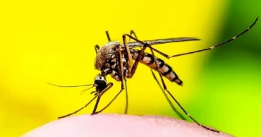 ডেঙ্গুতে আরও ১ জনের মৃত্যু, হাসপাতালে ৫৬