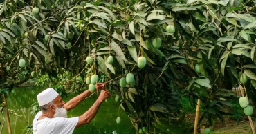 চার দশকের সাধনায় আইনজীবী শাহাদাতের ‘আমের স্বর্গরাজ্য’