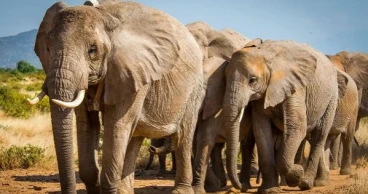 শেরপুরে বৈদ্যুতিক তারে জড়িয়ে বন‌্য হাতির মৃত্যু