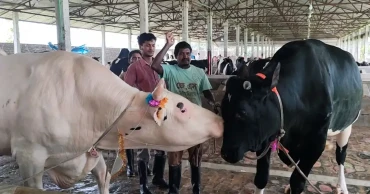 কোরবানির বাজার মাতাতে আসছে ‘কালা বাবু’ ও ‘ধলা বাবু’