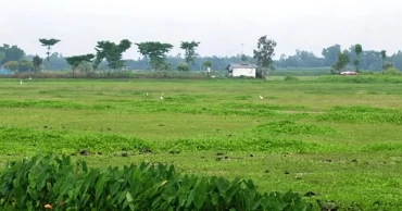 চাষের আওতায় আসছে হাওরের ১৭ হাজার ১৯ হেক্টর পতিত জমি