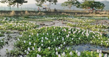 জৈন্তাপুরের লাল শাপলার বিল কচুরিপানার দখলে, প্রশাসনের সুরক্ষা কমিটির ভূমিকা নিয়ে প্রশ্ন