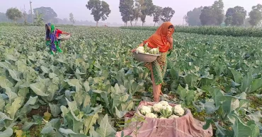 লোকসানের মুখে মানিকগঞ্জের ফুলকপি চাষিরা