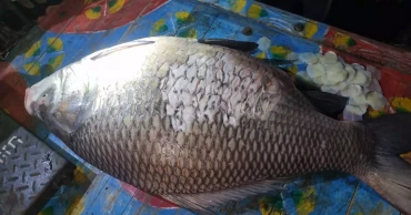পদ্মায় জেলের জালে ধরা পড়লো ৪০ কেজির বিশাল কাতলা