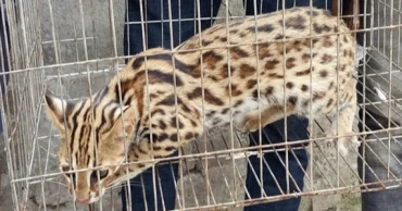 পোষার জন্য খাঁচায় আটকে রাখা হয় মেছো বিড়াল, পরে উদ্ধার