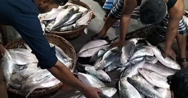 দুই মাসের নিষেধাজ্ঞা শেষে চাঁদপুর বাজারে ইলিশের আমদানি বেড়েছে
