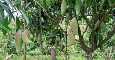 খাগড়াছড়িতে এবার আম বাজারজাতকরণে নির্ধারিত তারিখ নেই