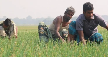 ঝিনাইদহে সার সংকটে পেঁয়াজ চাষিরা, ফলন বিপর্যয়ের আশঙ্কা