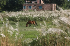 শরতের শুভ্রতায় হাসনাবাদে কাশফুলের মেলা