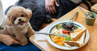 Hong Kong restaurants begin welcoming dogs as city eases long-standing ban