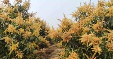Naogaon to see bumper mango harvest worth Tk 3,500 cr this year