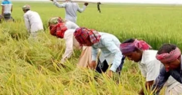 Agri Mechanisation: ‘Samaloy’ method  boosting paddy production in Meherpur