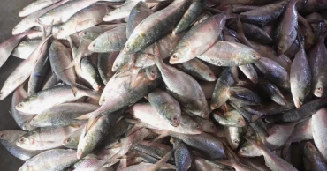 Joy rises with Hilsa in Barguna despite surging prices