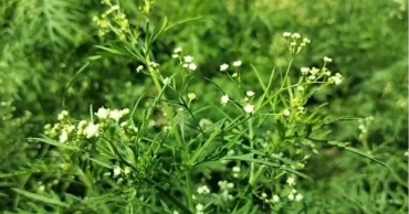 Invasive parthenium emerges as threat to crops, health in Chuadanga