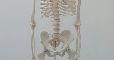 Bulgaria finds 6,000-year-old man who survived lion attack