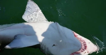 Researchers tag sharks off New York’s Hamptons to better understand their movements