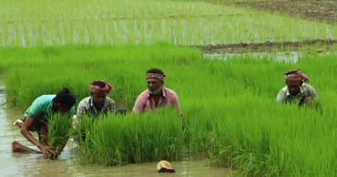 Northern region farmers pin hopes on Aman harvest amid favourable weather
