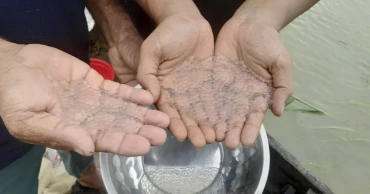Mother fish release eggs in Halda River