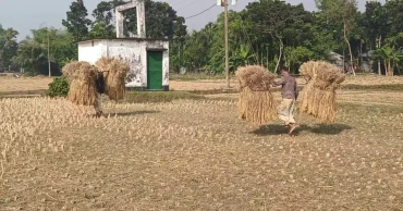 New harvest, no festival? Lalmonirhat's ‘Nabanna’ spirit slips into memory