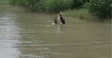 Crocodile feeding on goat caught on camera in Sundarbans