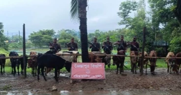 BGB seizes 19 Indian cows, large quantity of cigarettes at Sylhet’s Jaintapur border