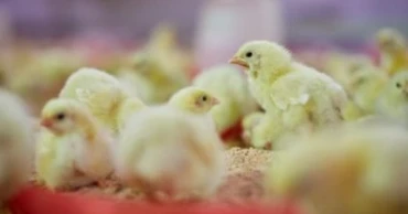 Proposed poultry policy raises fears of monopolisation in chick supply