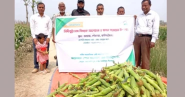 Thakurgaon farmer Sohel finds sweet success in corn cultivation