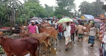 Feni’s cattle markets roar to life ahead of Eid