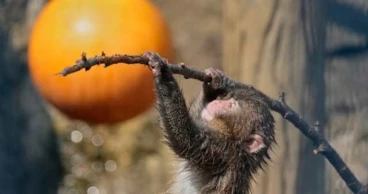 Japan's beloved monkey Punch turns one, receives thousands of birthday wishes from fans