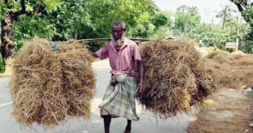 Farmers in Sunamganj haor region worried over cattle feed shortage after crop loss