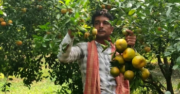 Chapainawabganj farmer sparks local excitement with amazing Chinese orange harvest