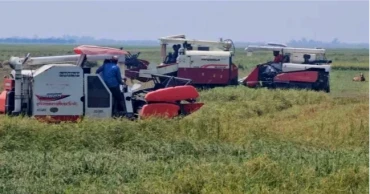 Diesel crisis, fuel price hike deepen harvesting woes for haor farmers