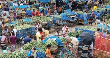 Chapainawabganj mango farmers struggle amid bumper harvest