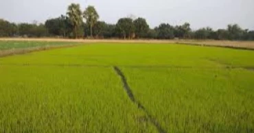 Experts urge boost in allocation for agriculture to ensure food security, curb inflation