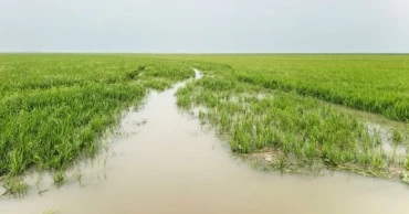 Upstream rains flood haors, engender boro harvest