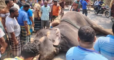 Elephant dies after falling sick in Magura