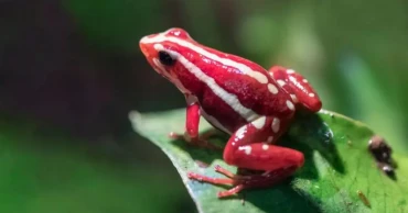 Rare dart frog toxin allegedly used in Navalny’s death
