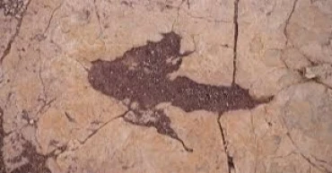 16,000 Dinosaur footprints in Central Bolivia offer glimpse into ancient behavior