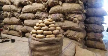 Bumper harvest, plunging prices; Chandpur’s potato market in crisis