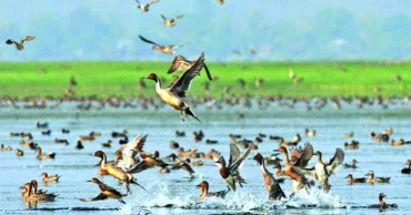 Vanishing winged visitors: Beanibazar sees sharp decline in migratory birds