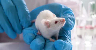 Scientists develop mice with partly human brains in research breakthrough