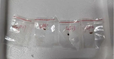 2 Chinese scientists will stay in jail while accused of bringing biological material to US