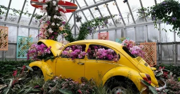 Thousands of Orchids light up Chicago Botanic Garden this winter