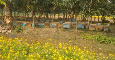 Naogaon farmers make a fortune on mustard and honey