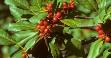 Deck your garden with holly: evergreen beauty with rich history