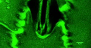 New device lets scientists watch plants breathe live