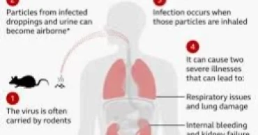 What is hantavirus and how does it spread?