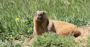 Cash-strapped marmot research project turns to OnlyFans for support